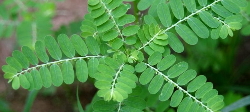 Phyllanthus